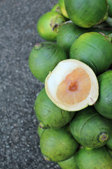 Betel palm