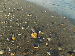 Many shells on sandy beach