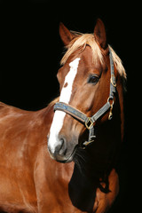 Obraz premium Close up portrait of a purebred chestnut stallion