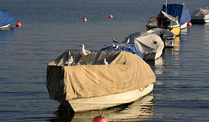 barques en rade sur le lac de zurich
