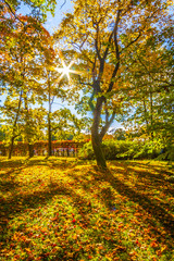 Sun Shining Through The Maple Tree