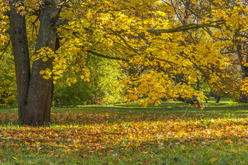 Leaves Falling From An Autumn Tree