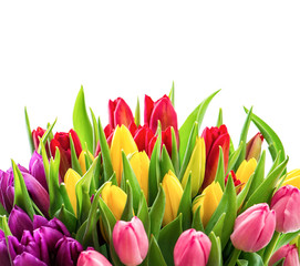 Tulips over white. Bouquet of fresh spring flowers