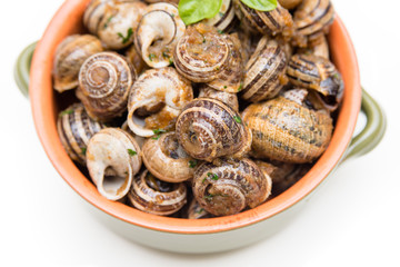 Lumache gratinate, cibo italiano