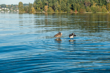 Lake Washington - Geese 2