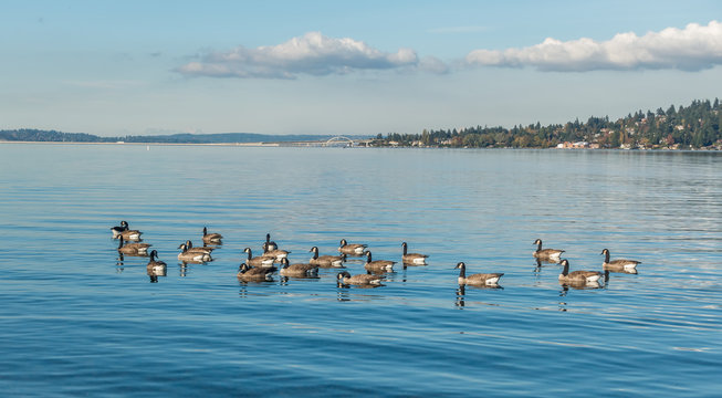 Lake Washington - Geese