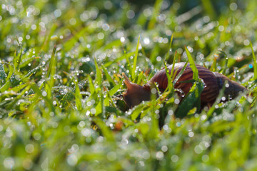 Snail morning feeding.