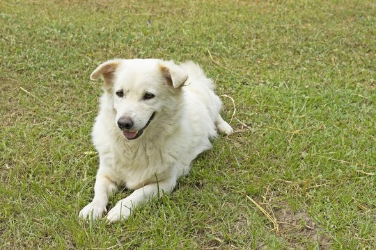 Stray dog on grass field - white Dog - white dog close up (thai dog)
