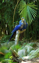 amours et tendresse d'un couple de aras hyacinthe