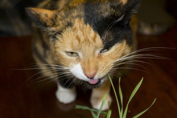 Calico Cat Eating Catgrass Indoor