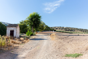 Fototapeta premium Olive trees on hillside above dry field