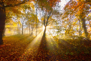 Fototapeta premium Herbstwald