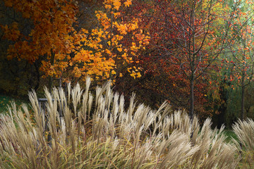 Jesienią w Parku  © Wojciech Lisiński
