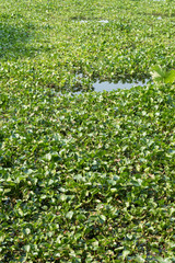 water hyacinth in the river, eichhornia crassipes