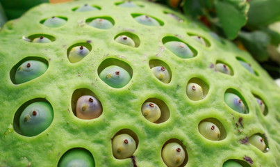 Lotus seed pod close up