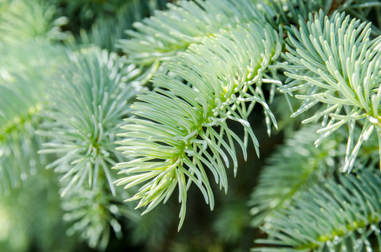 close up of fir tree branch