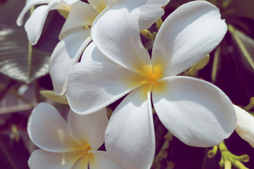 Fototapeta na wymiar frangipani plumeria tropical spa flower, flowers vintage