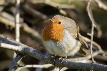 European Robin puffed up