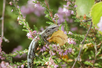 Common Lizard