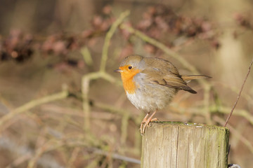 A winter Robin on a post