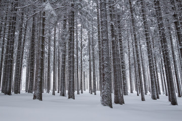 Monochromatyczny zimowy krajobraz lasu w górach - obrazy, fototapety, plakaty