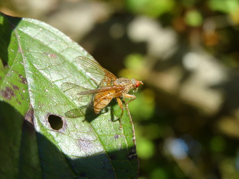 Mouche sur une feuille avec une goutte d'eau.