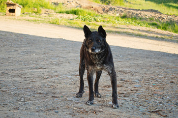Most mongrel dog black color.