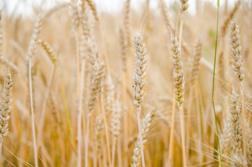 Wheat and ear of wheat close-up