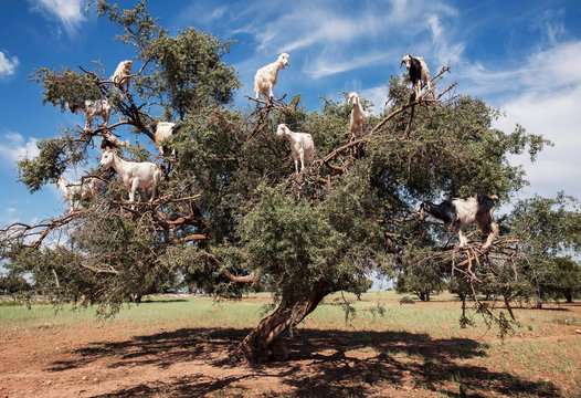 Argan l'albero delle capre