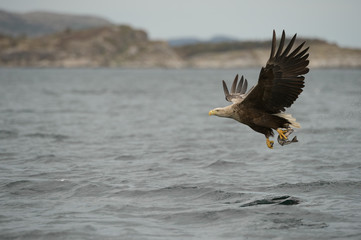 Eagle Hunting