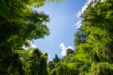 Fototapeta premium soft focus,blurry of trees and blue sky in the forest.