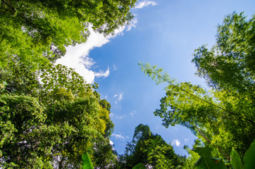 soft focus,blurry of trees and blue sky in the forest.