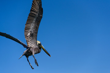 flying pelican