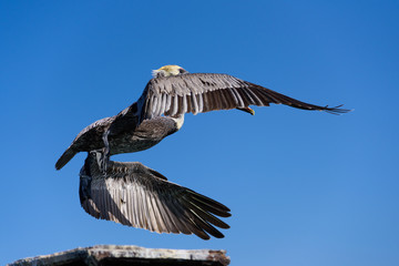 flying pelican