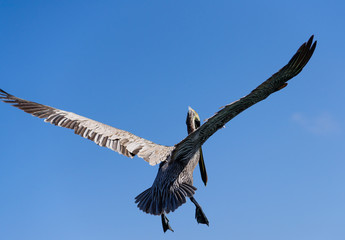 flying pelican