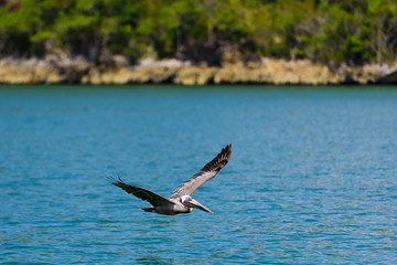flying pelican