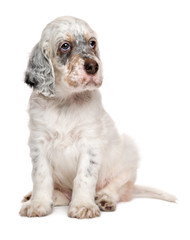 Cute sitting tricolor english setter puppy dog © mdorottya