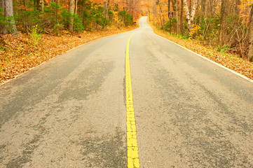 Autumn scene with road