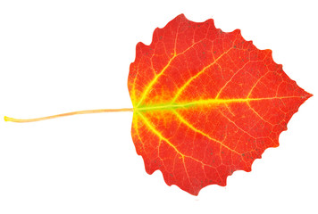 red aspen leaf isolated on white background