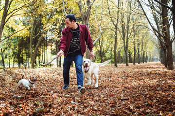Naklejka na ściany i meble man playing with dogs in park. Caucasian man walking with dogs in autumn park