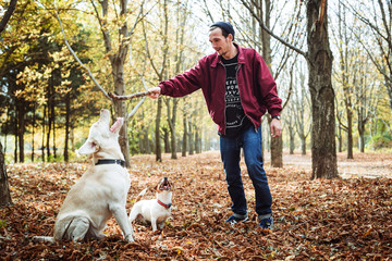 Naklejka na ściany i meble man playing with dogs in park. Caucasian man walking with dogs in autumn park