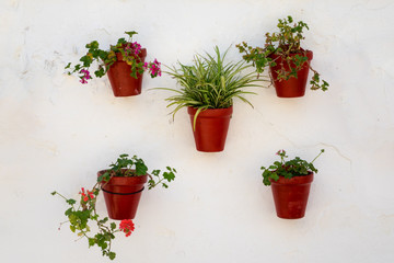 Fototapeta na wymiar Flowers in pots in Plaza de los Naranjos