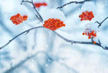Branch with mountain ash clusters in snow