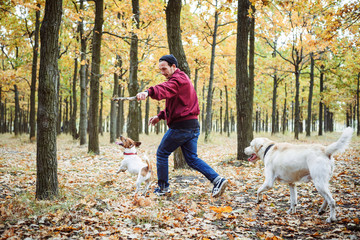 man playing with dogs in park. Caucasian man walking with dogs in autumn park