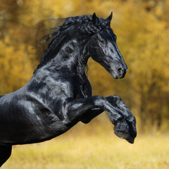 Fototapeta na wymiar The black Friesian horse play in the gold autumn wood