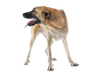 Anatolian Shepherd dog