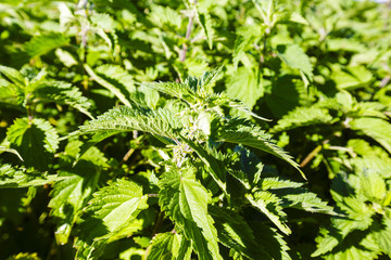 Stinging nettle