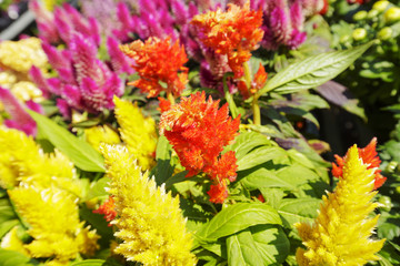 Various colored flowers