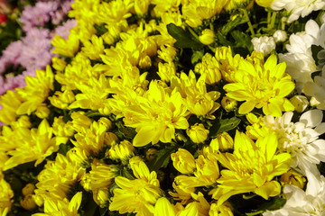 Yellow aster flowers background