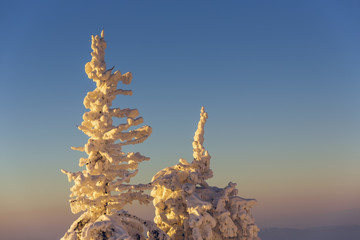 Frozen snow-covered fir tree tops over blue sky in the sunset light.
